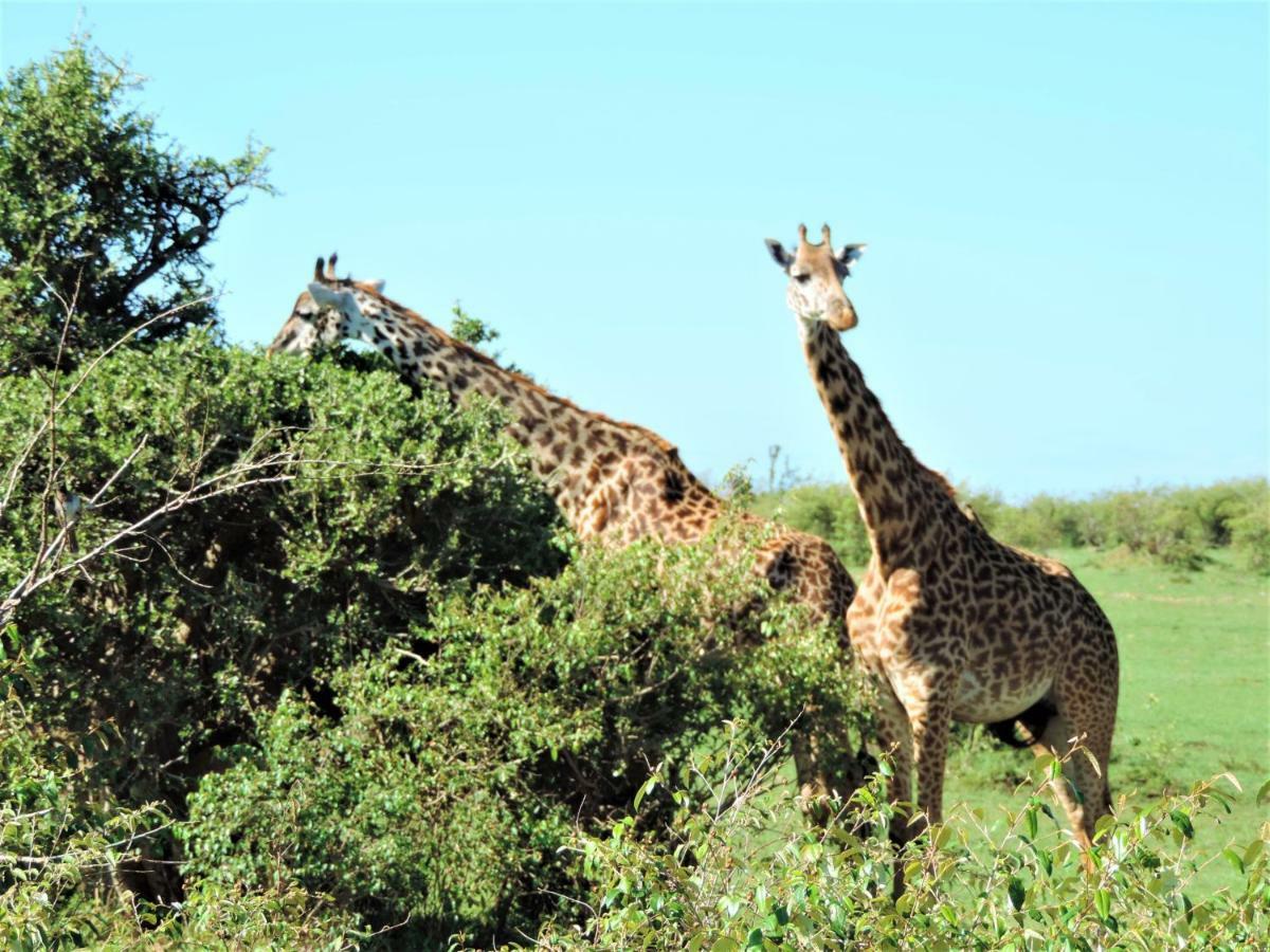 ホテル Enchoro Wildlife Camp Ololaimutiek エクステリア 写真
